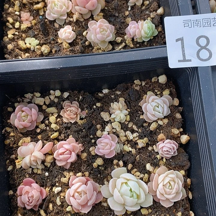 184 多肉植物盆栽花卉植物