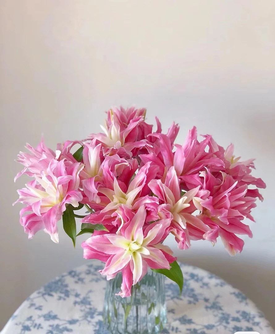 [红丝带 重瓣香水百合 ] 任意2单顺丰/德邦 云南鲜花直发