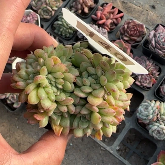 140麦秆缀多肉植物多