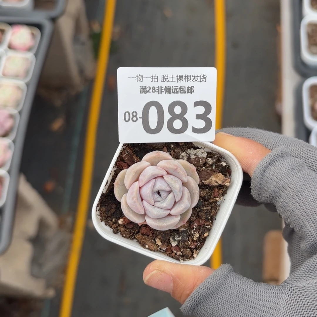 汉堡单头多肉多肉多肉多肉