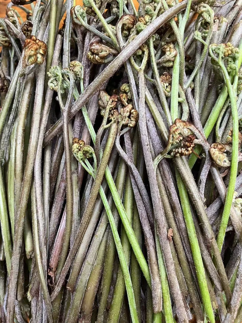 湖南蕨菜高山龙爪菜新鲜现摘现发应季蔬菜顺丰包邮