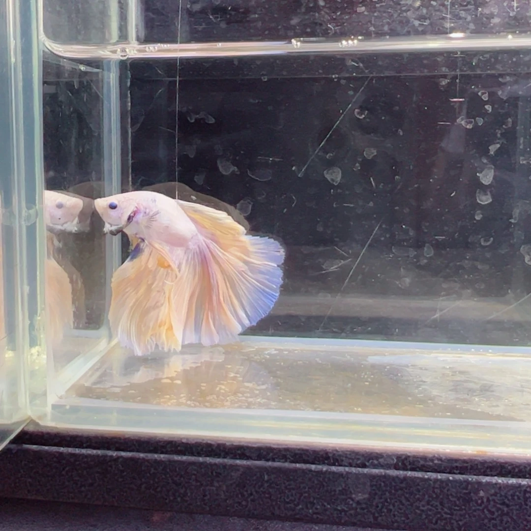 斗鱼浅色特殊尾hhhh