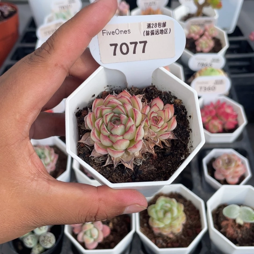 7077梦幻玫瑰5.0厘米