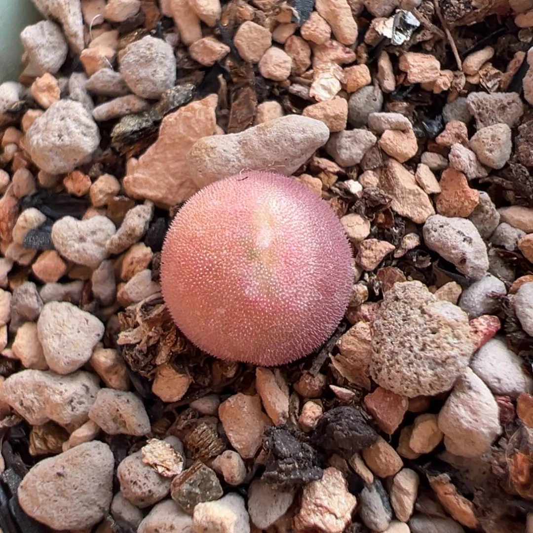 小紫粉空蝉多肉多肉