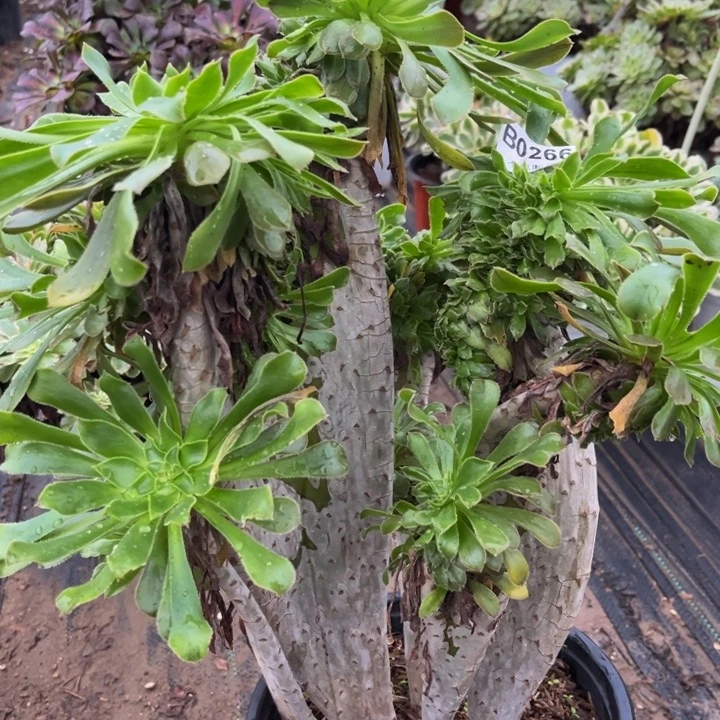 266原始绿缀多肉法师不包断枝