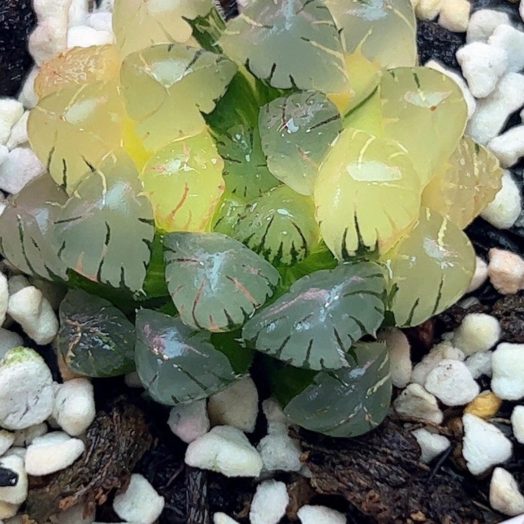 冰灯玉露锦十二卷多肉植物