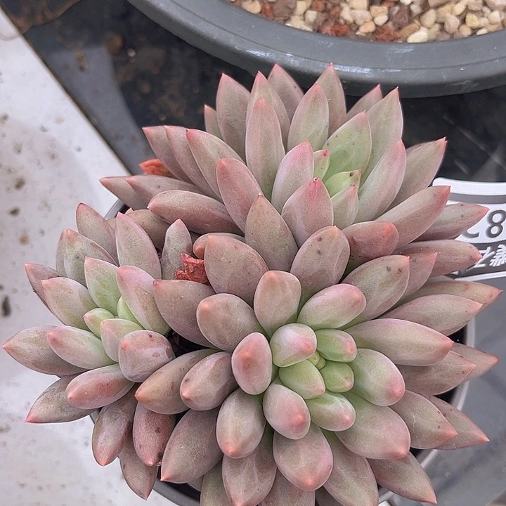 水晶球2282多肉植物