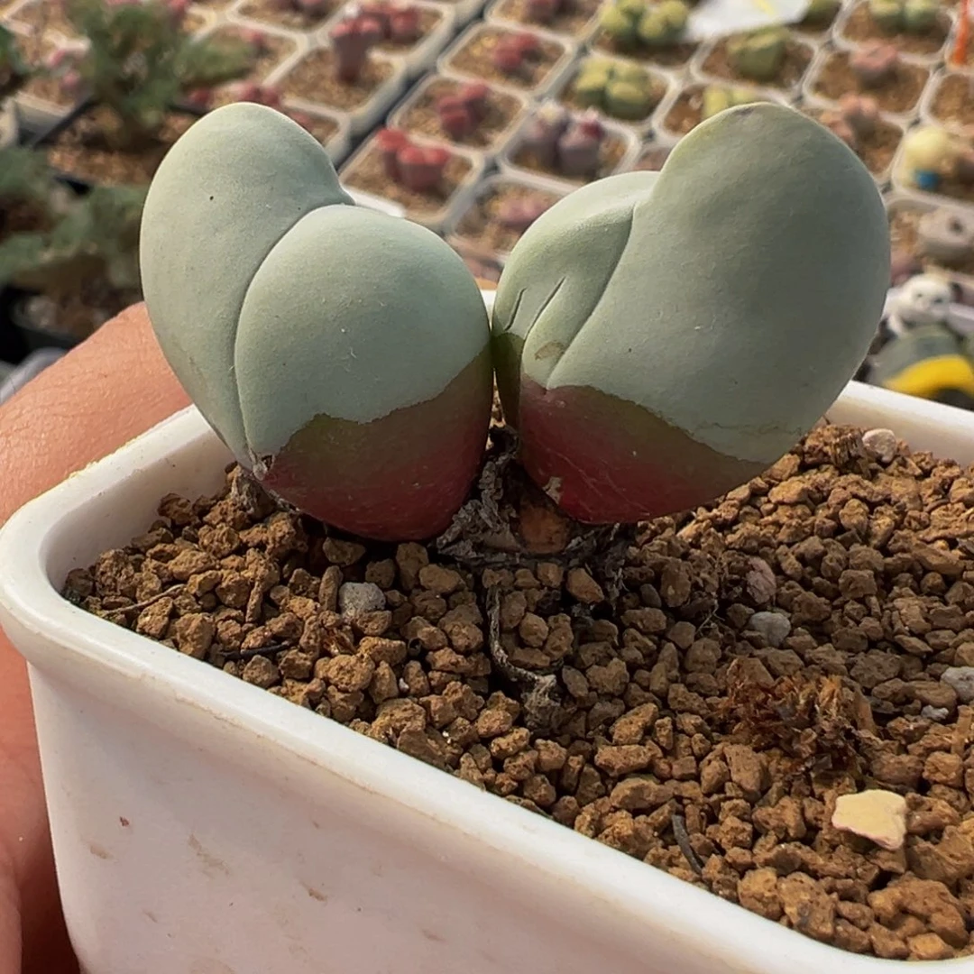 251多肉植物种类多样