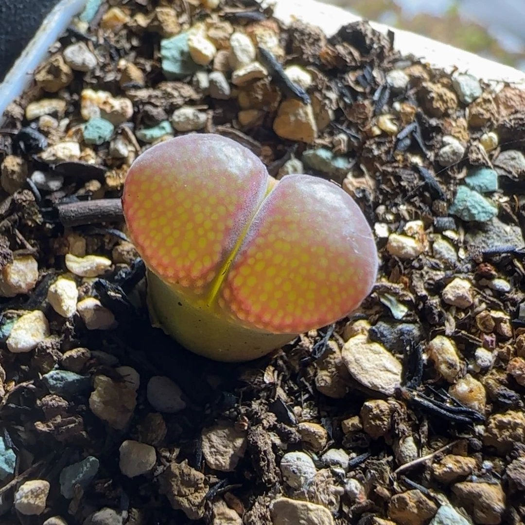 多肉植物红风一颗（满38元包邮）