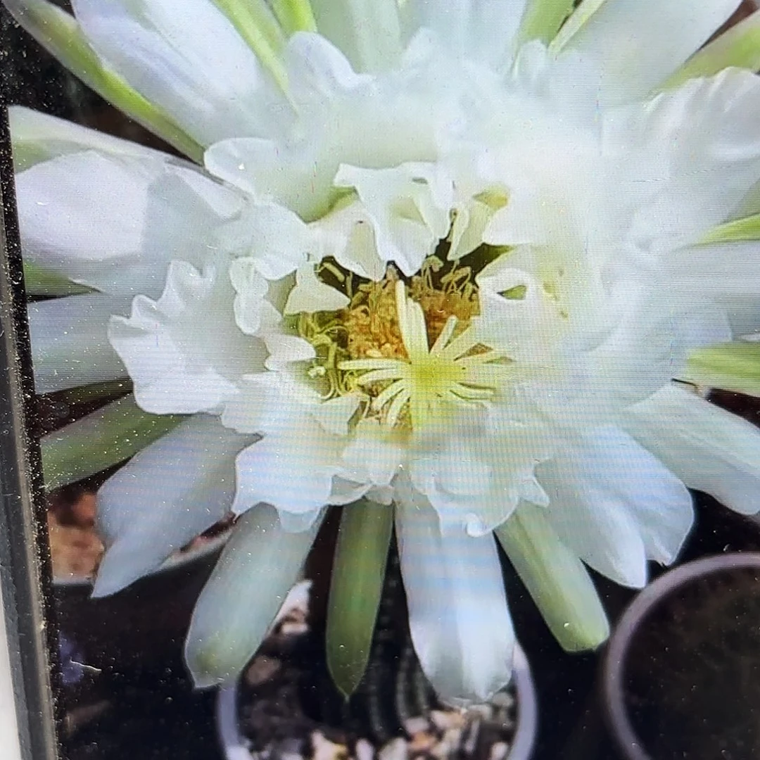 鹦鹉毛侧牙28包邮仙人球45