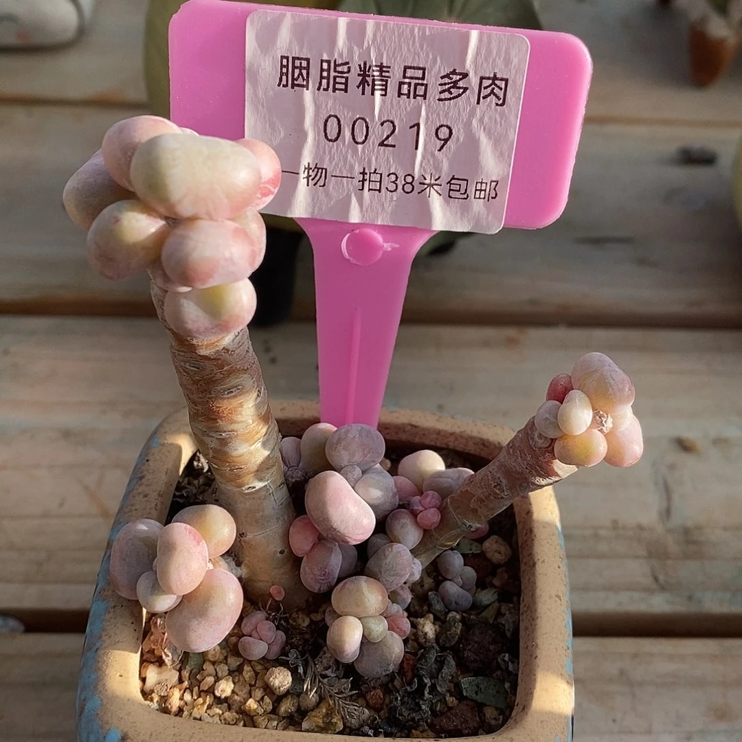 00219啊老婆我姐姐姐姐烤鱼