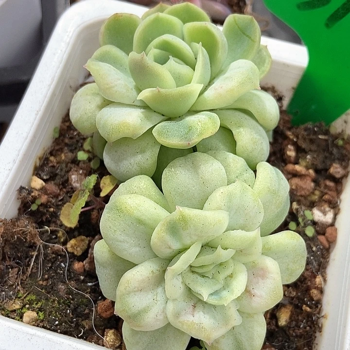 多肉植物泡泡纱3130多肉
