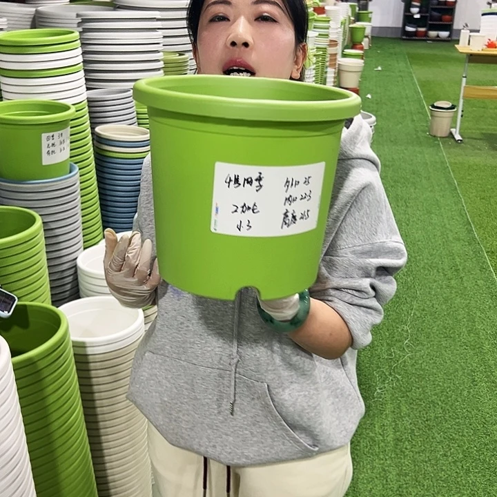 特价4号四季口25高21.5果绿8支无托