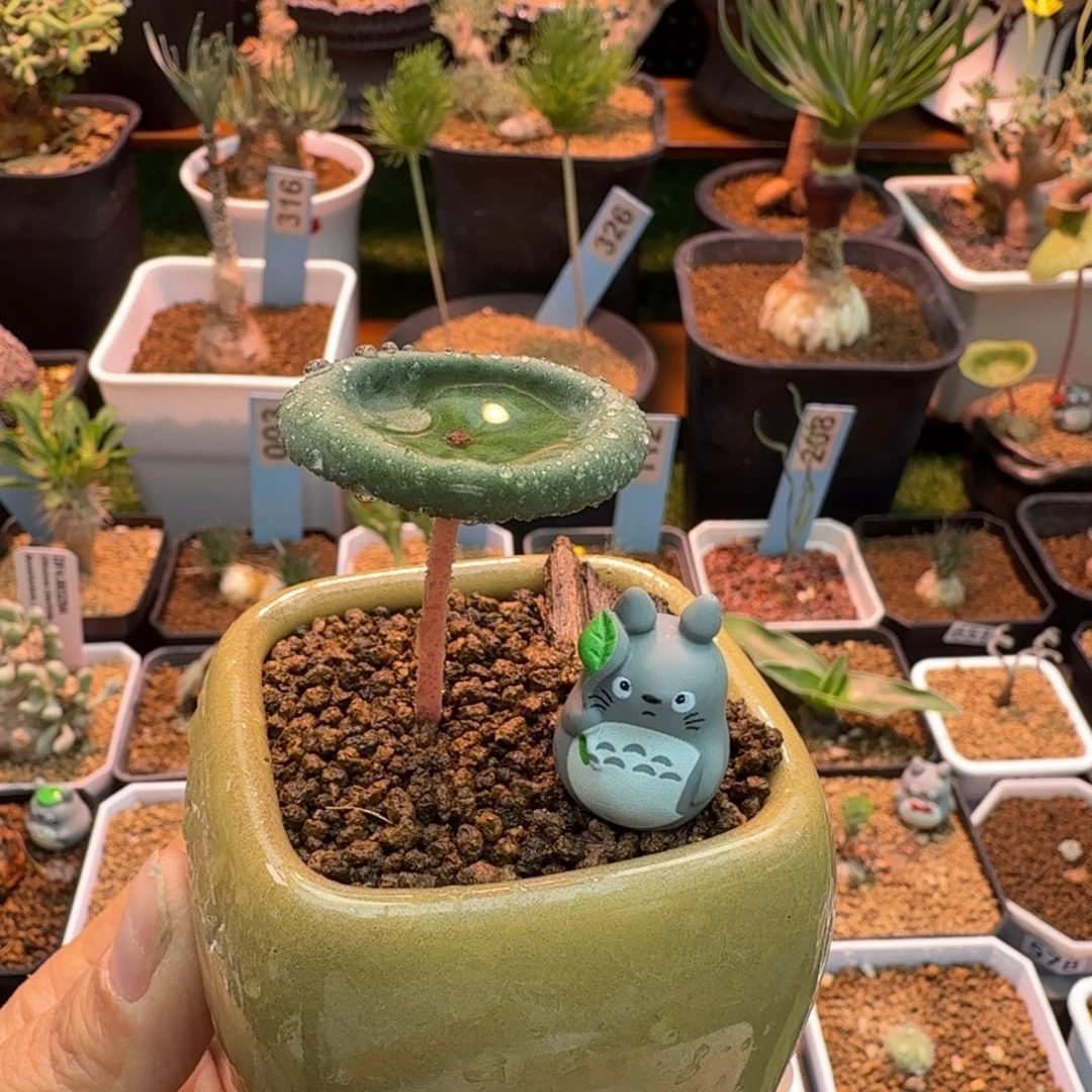 龙猫打伞66 仙人球