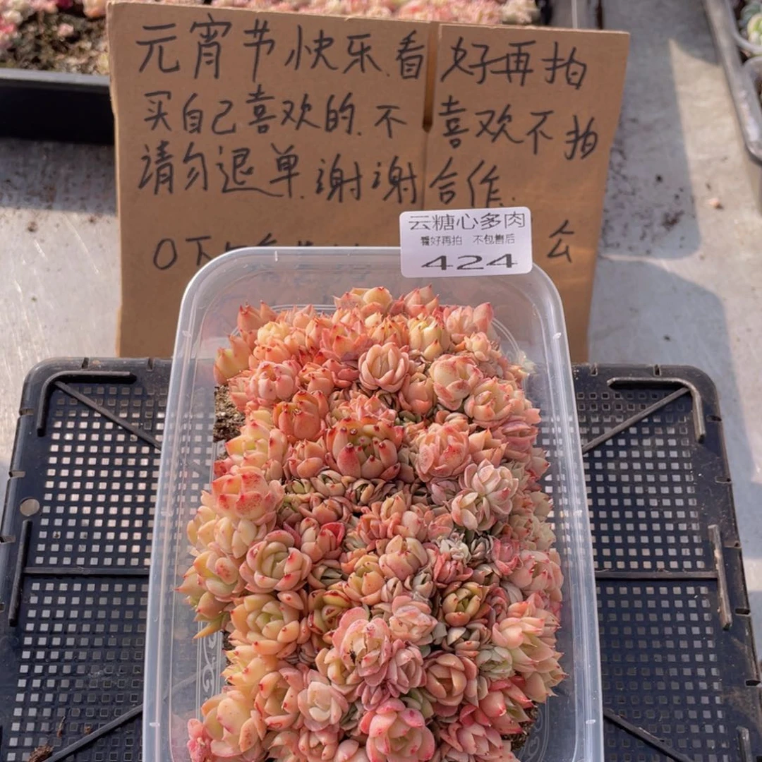 云糖心多肉植物424