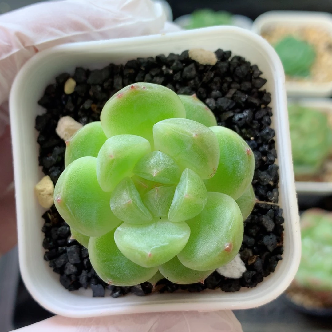 58包邮  群生不包整 20