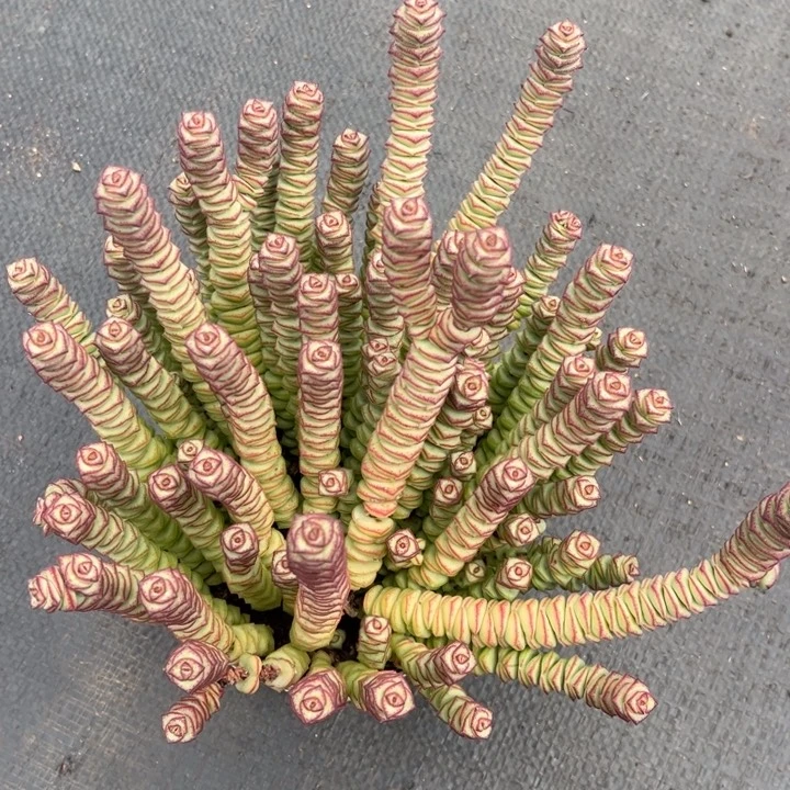 小雨多肉秦大大钱串