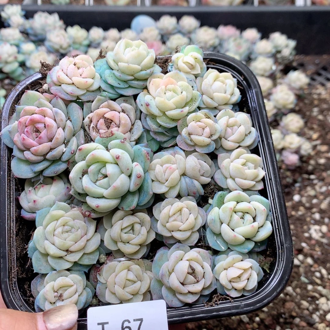 无花朵T67英语英语