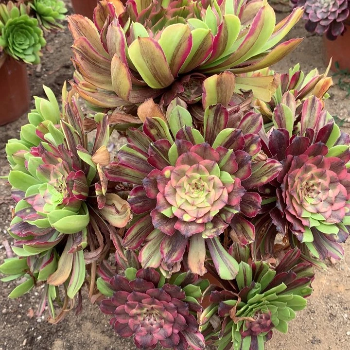 不包损465号花脸粉黛老桩