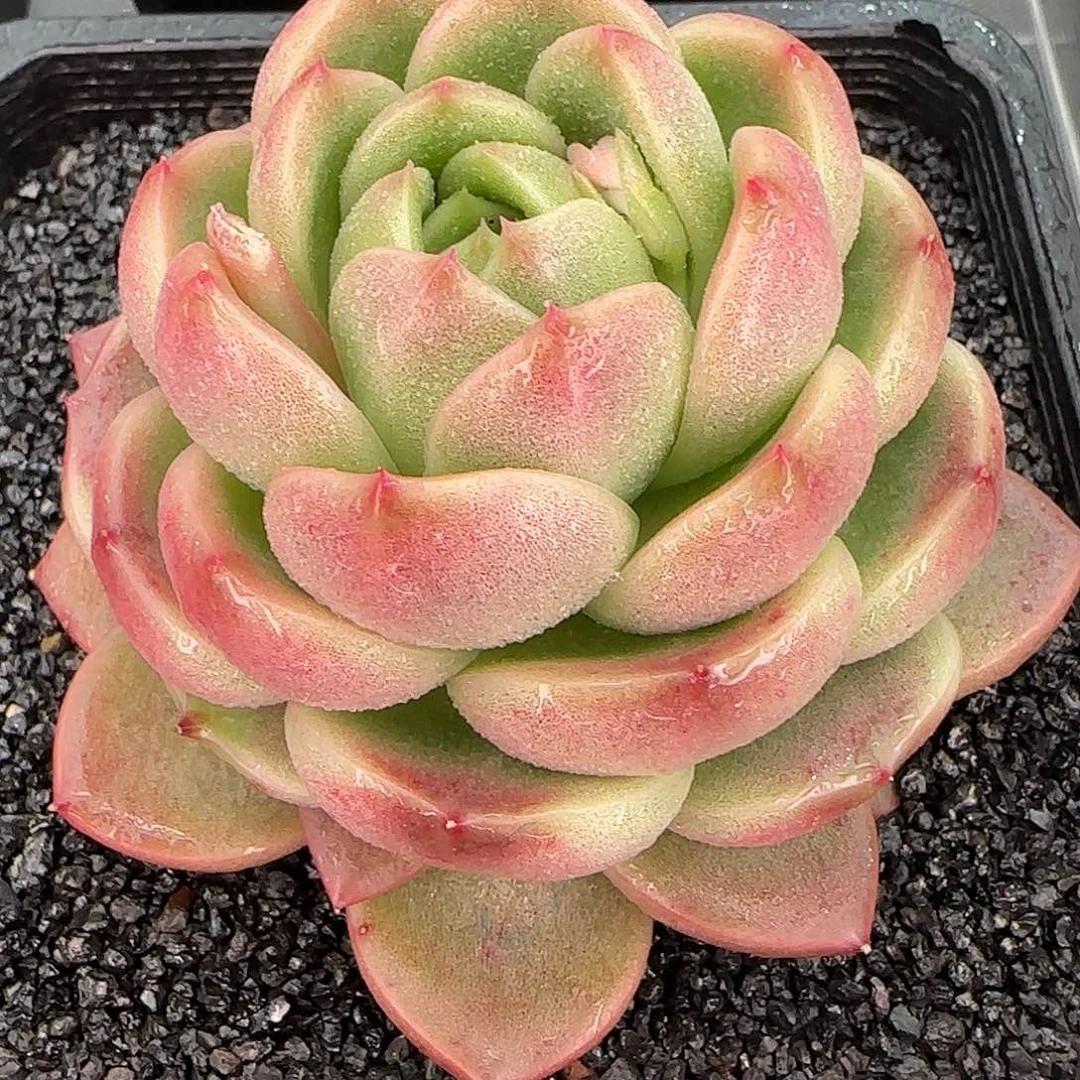 从前慢花园精选皮埃拉