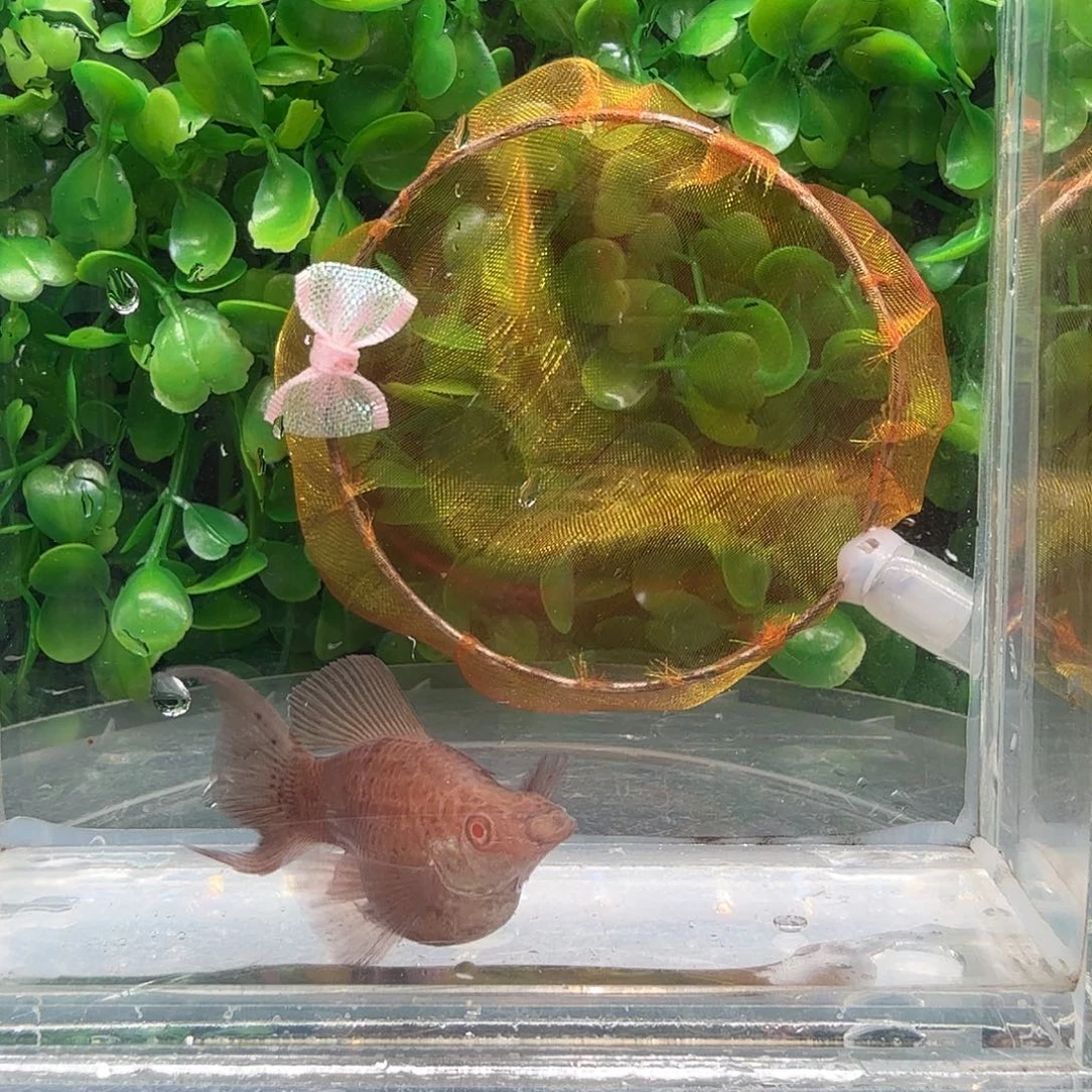 孔雀鱼巧克力玛骊球亚成一对
