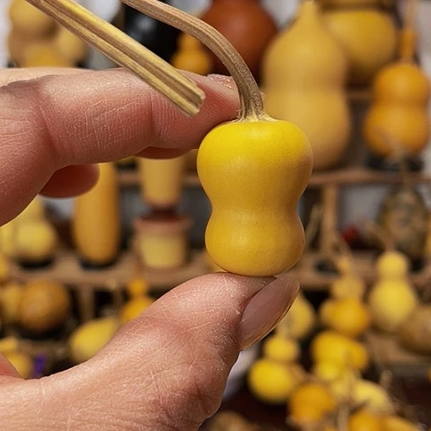 精品厚皮小骨头葫芦