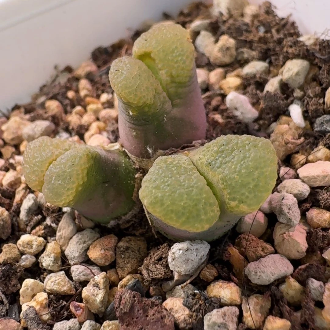 云缦精品番杏2.2 粉樱花泡泡