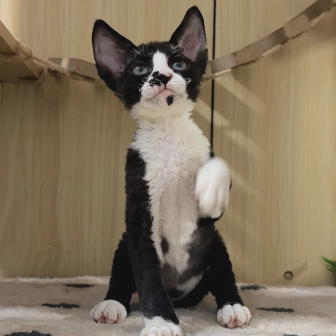 黑白开脸德文弟弟德文卷毛猫活体猫幼崽