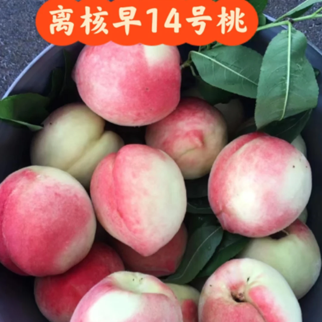 【次日达京东包邮】北京十四号桃北京市
