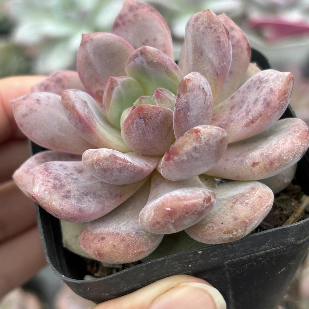 满9.9米包邮凌雪多肉植物