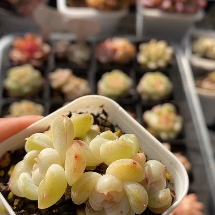 玛奇朵 多肉 111.28