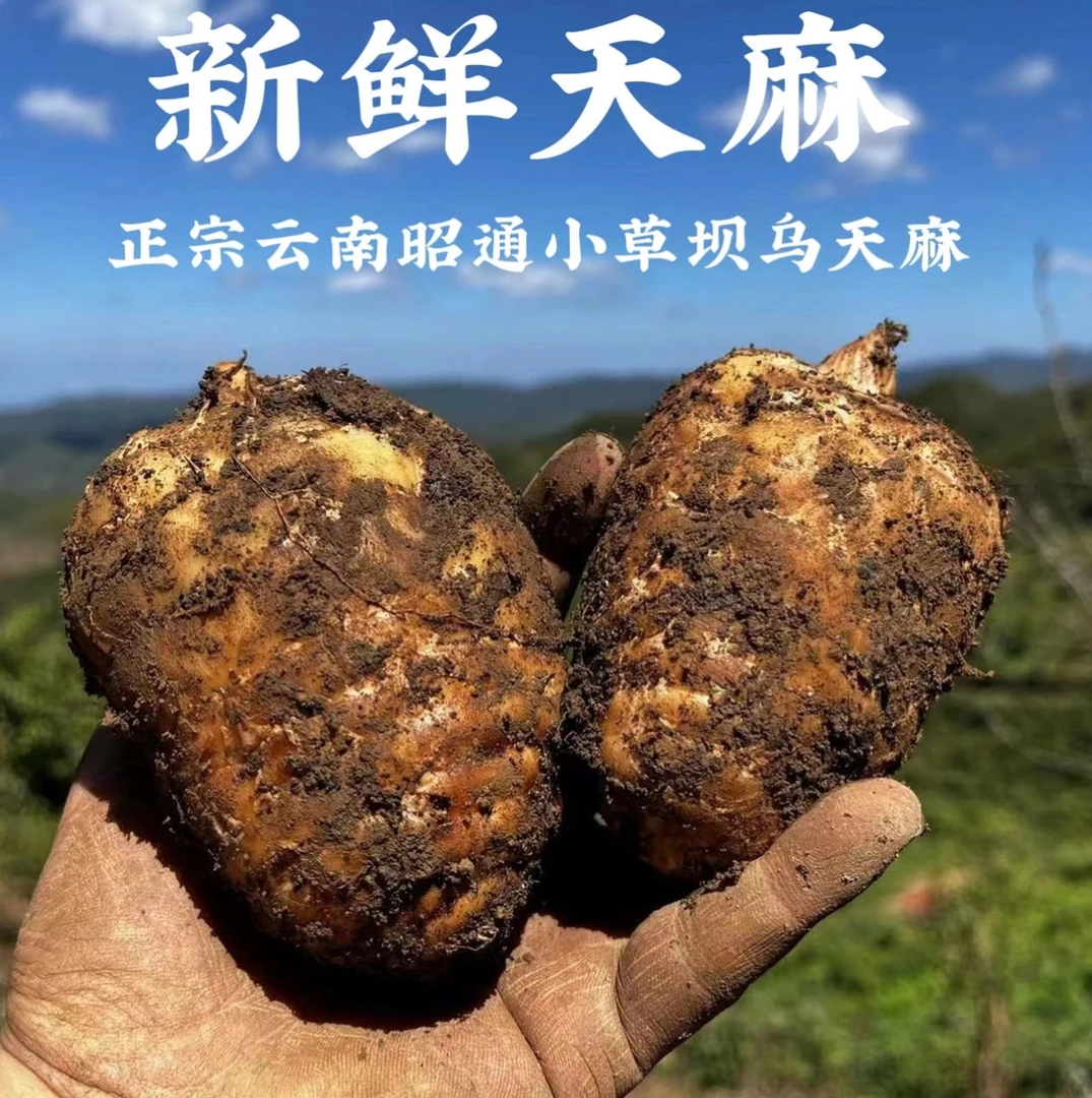 【新鲜天麻】正宗云南昭通小草坝新鲜天麻 产地直发