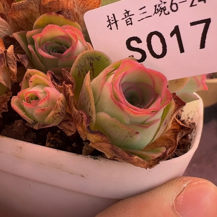 香****三碗17 至爱梅萦侧芽
