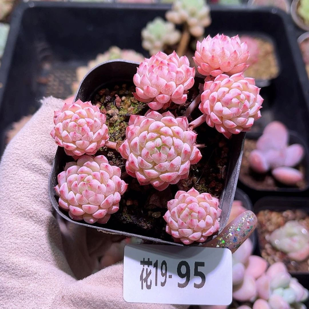 花利美19-95小粉莓