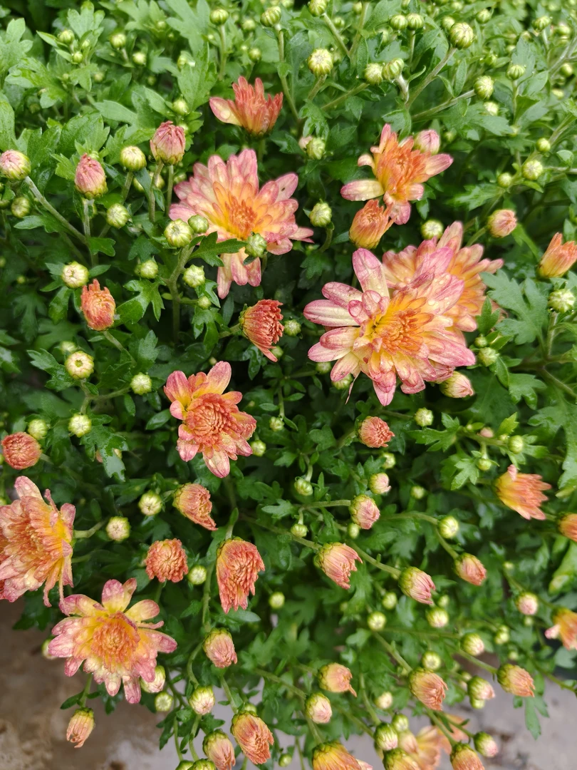 橘子汽水 千头菊盆栽耐寒耐热阳台庭院花卉绿植