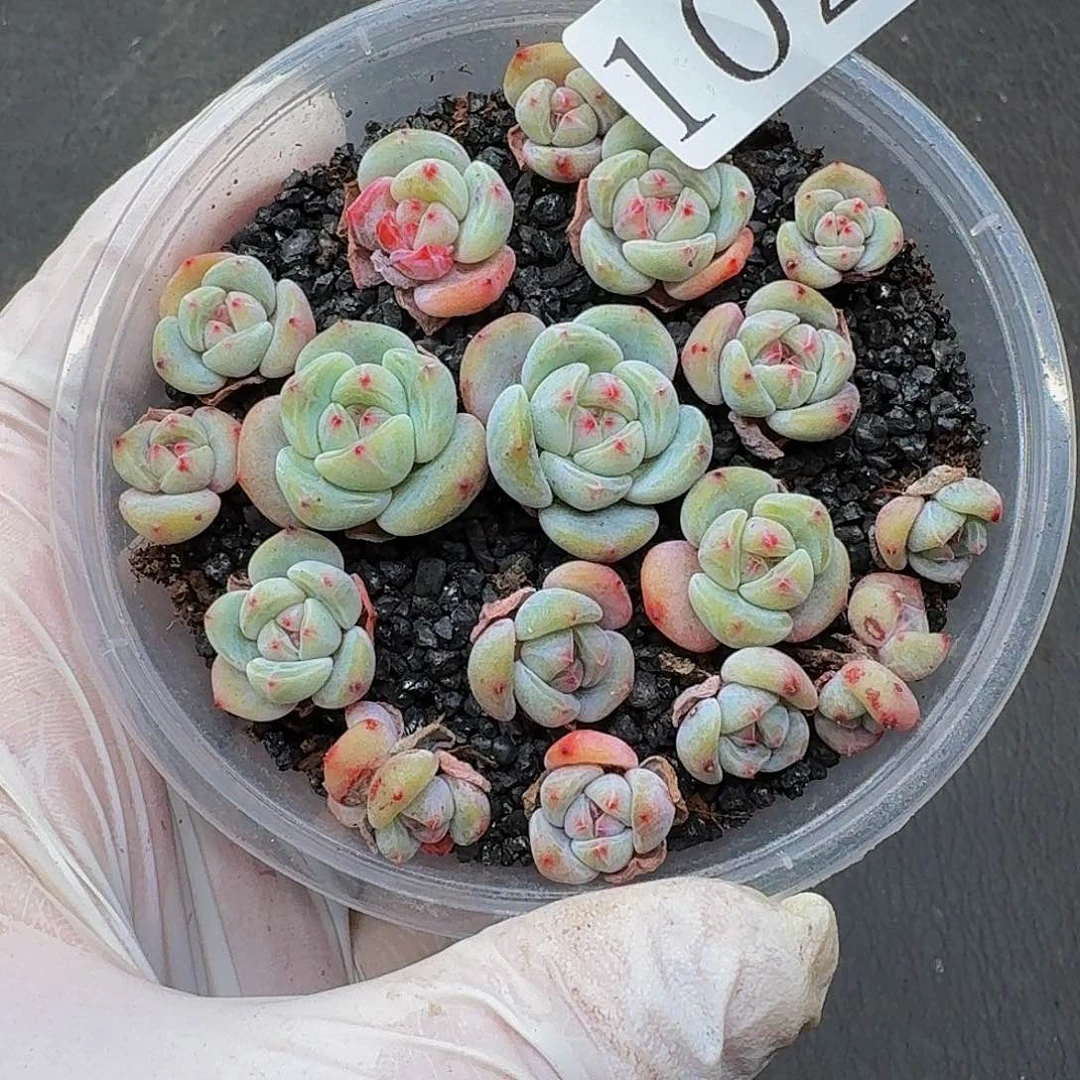 多肉植物多肉植物1028