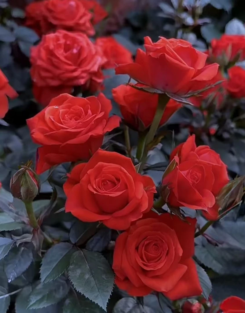 【钻石玫瑰特大苗子】四季丰花月季