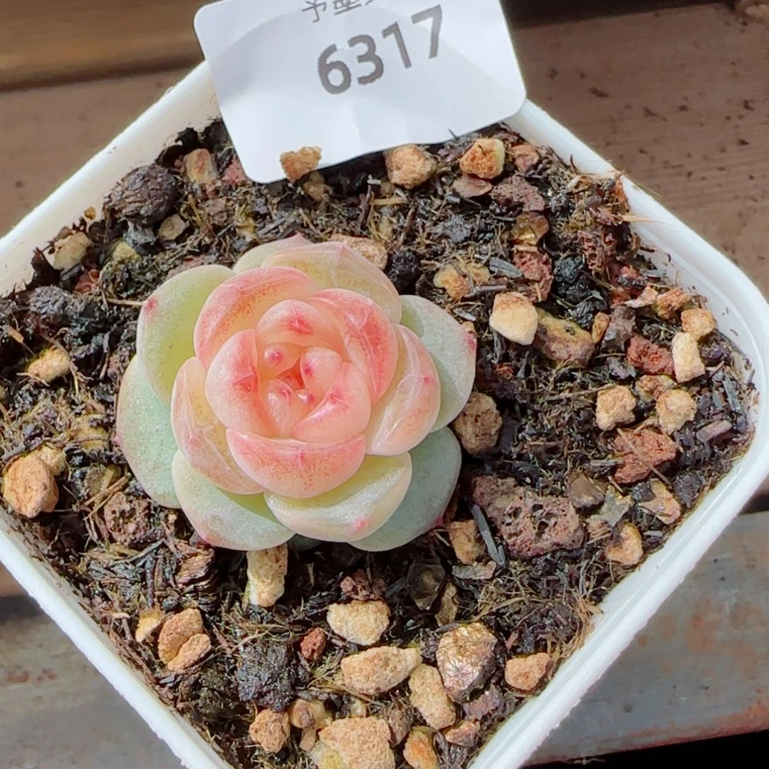 彩虹方糖，6317多肉植物