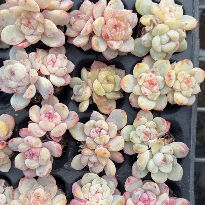 糖心优选双头一颗多肉满20包邮下午发