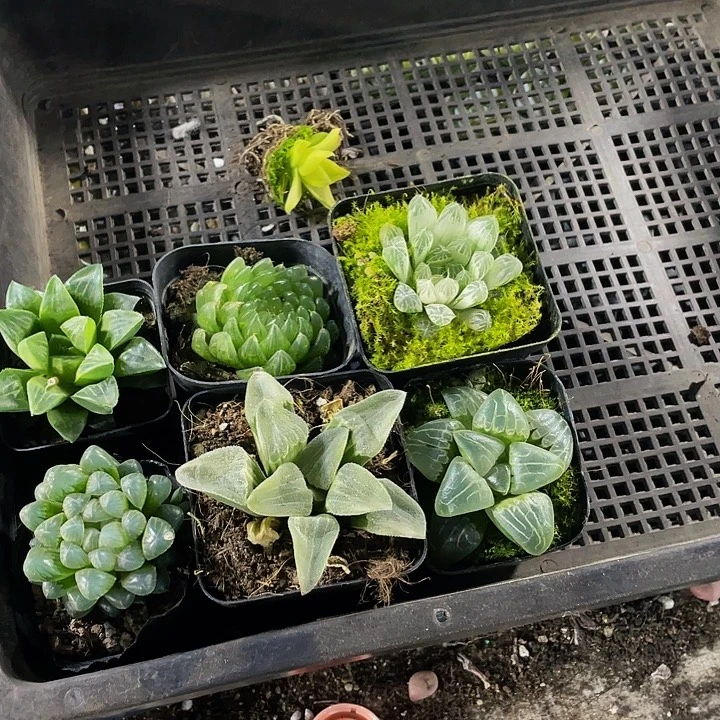 挽***归67号筐带盆土发货