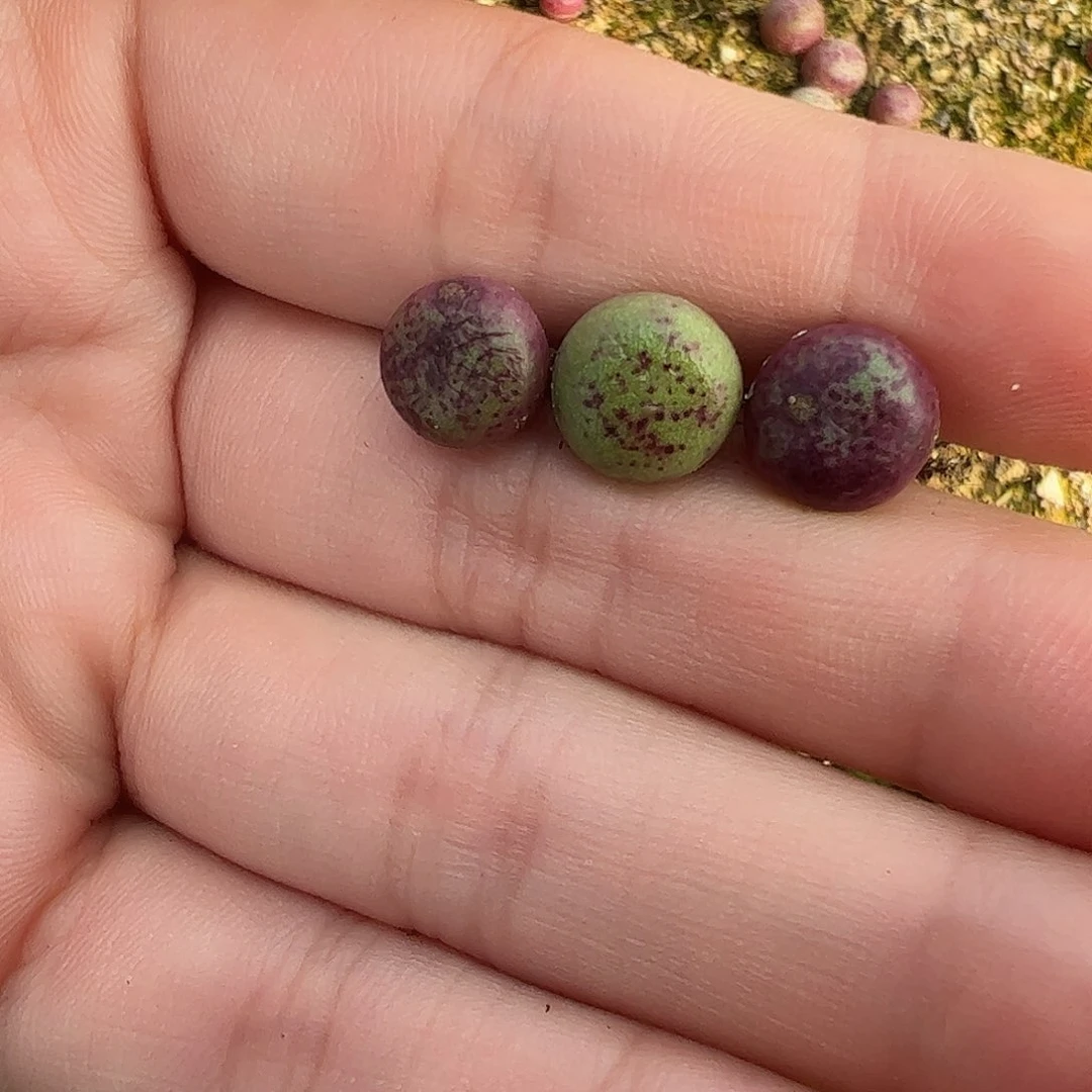 0000870量拍紫红嘴3颗尺寸小