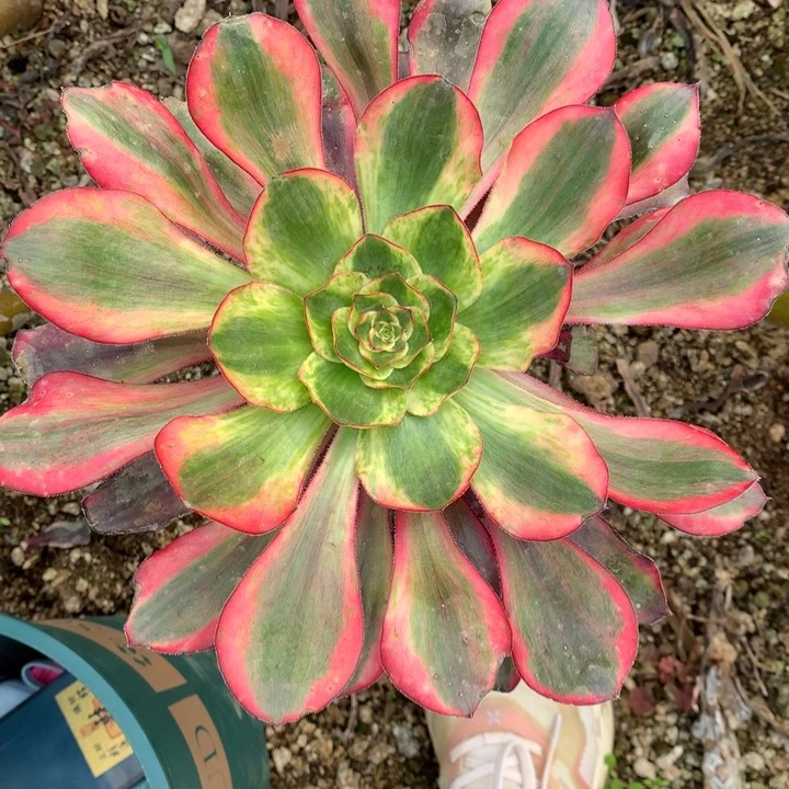 巫毒白嫁接掰发货08