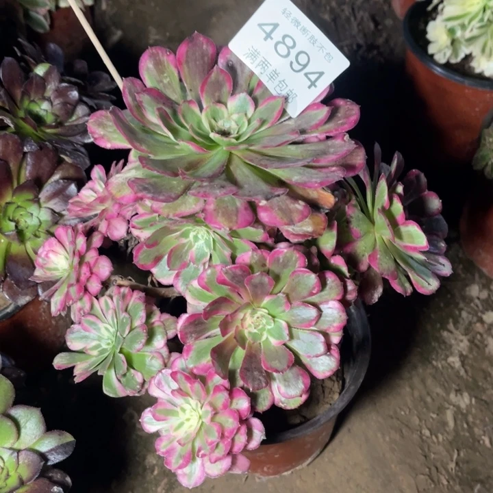 4894霁月的的的多肉