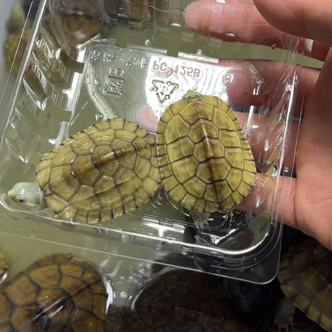 不***意不分公母宠物龟4.5厘米两只青