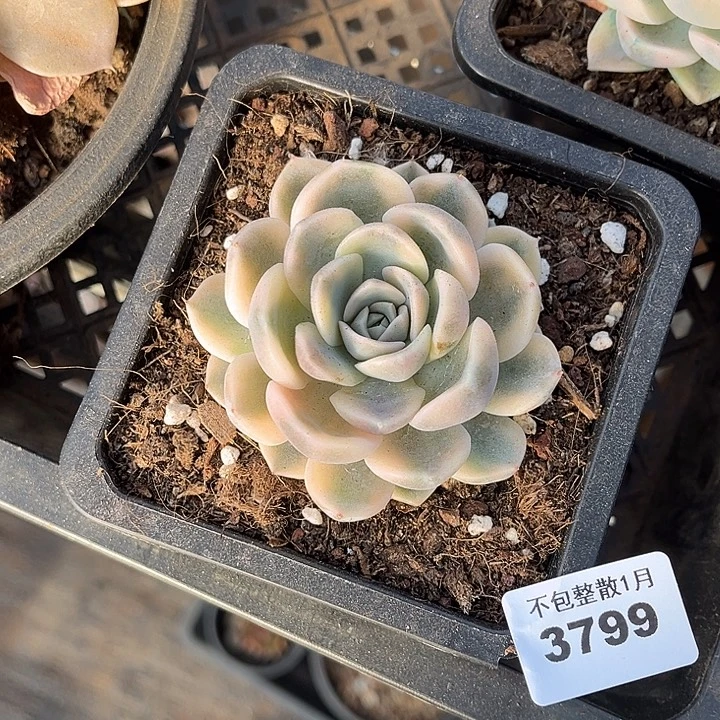 阿雅园艺。      3799汉堡锦