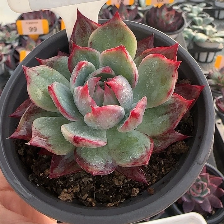 150 惊鸿仙子多肉植物6-9cm