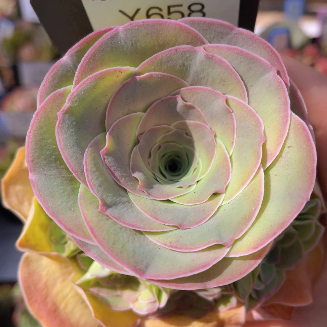 粉红舞鞋多肉一物一拍658