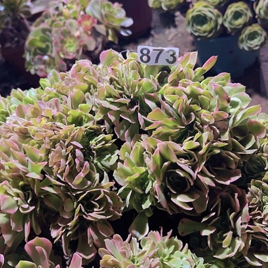 用***9多肉植物一种香非