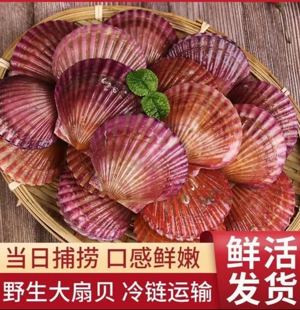 【产地直发】生鲜扇贝顺丰包邮鲜活小红贝5斤鲜甜肥美保鲜不保活