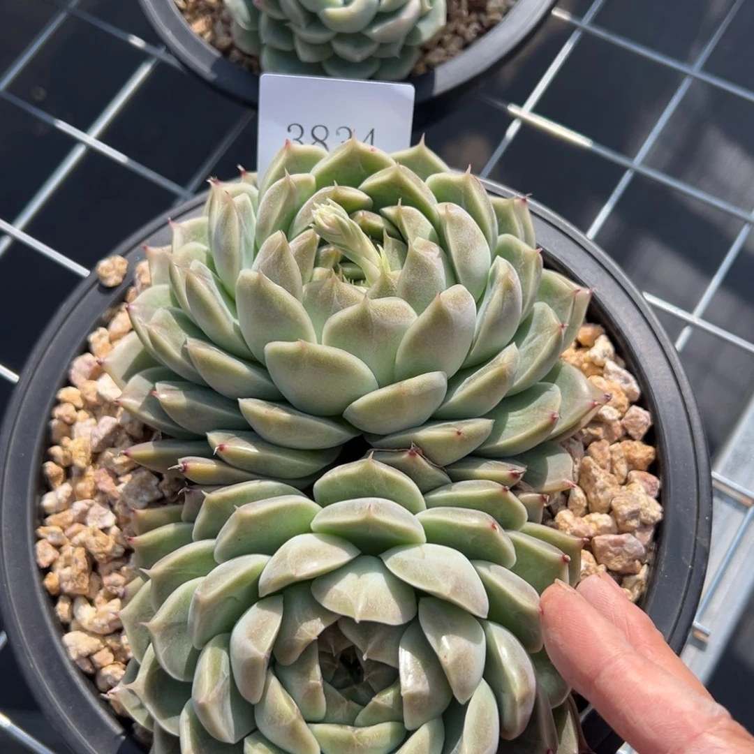 暖*3834不包整肉多么多么